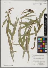 Foto von Salix acmophylla Boiss.
